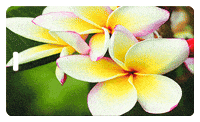 tropical GIF