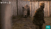 rhino rhinoceros GIF by BBC Earth
