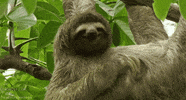 sloth smile GIF