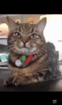 Cat Hello GIF