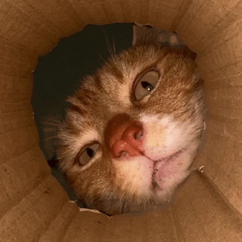 pringlecats cat cats kitty giphycreatortest GIF