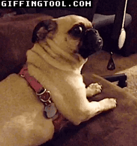 giphyupload GIF