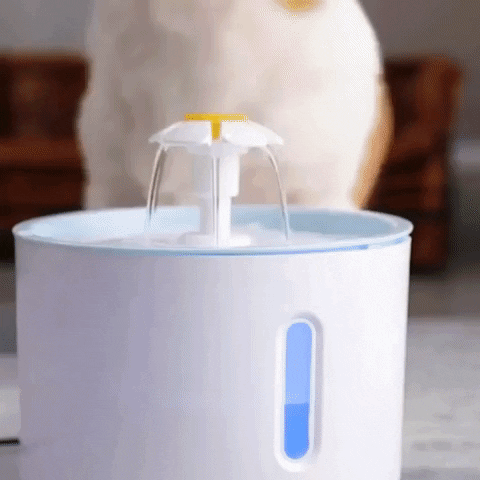 Pawzcomfort giphygifmaker GIF
