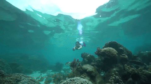 mermaid sirene GIF