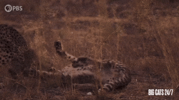 Season 2 Siblings GIF by PBS