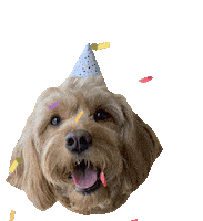 Happy Birthday Party Sticker