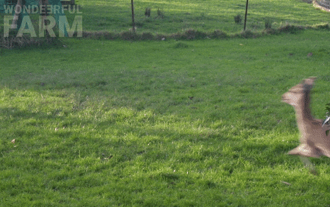 Deer Running GIF by Wondeerful farm