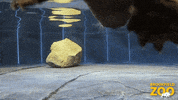 Pedro Pascal Swimming GIF by Brookfield Zoo