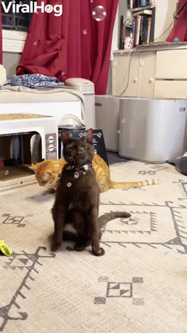 MoleΜ the Cat Playing with Catnip Bubbles