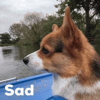 Sad Dog GIF