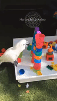 Vacationing Cockatoo Wreaks Havoc on Plastic Cups