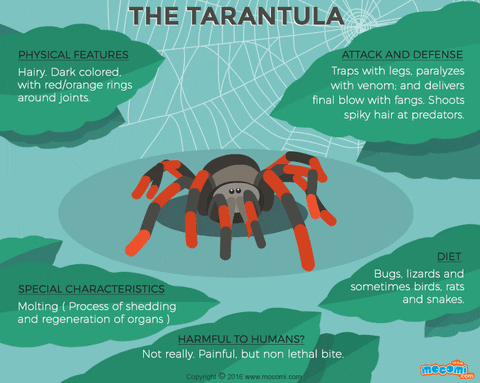 mocomikids giphyupload spider facts tarantula GIF