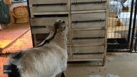 Mischievous Goat Unveils Hidden Talent for Opening Drawers