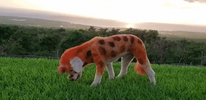 Dog Prepares for Howl-oween With Cute Giraffe Makeover