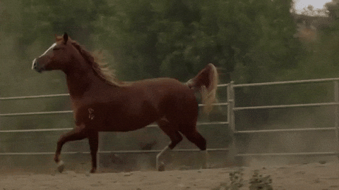 Sexy Cowboy GIF by Darius Martin