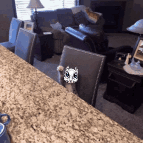 LibertySquareHQ giphyupload kitten squirrel raise hand GIF