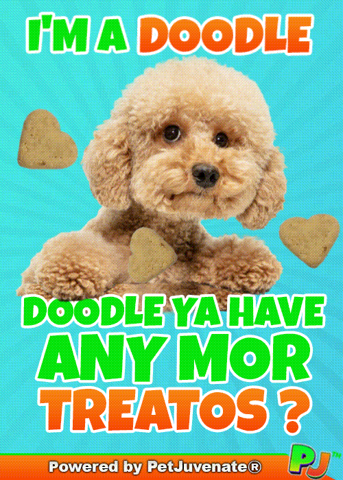 PetJuvenate petjuvenate henlo hooman fren love rescue dogs treatos and woofer for pupper GIF