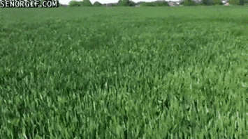dog jump GIF by Cheezburger