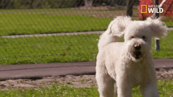 dog GIF by Nat Geo Wild