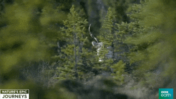 nature's epic journeys caribou GIF by BBC Earth