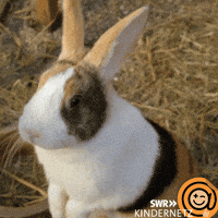 Easter Bunny Hello GIF by SWR Kindernetz