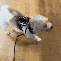 Dog Puppy GIF