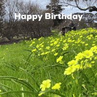 Happy Birthday Dog GIF