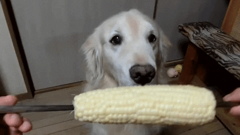 dog corn GIF