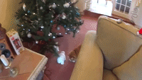 Ginger Tabby Loves the Christmas Tree