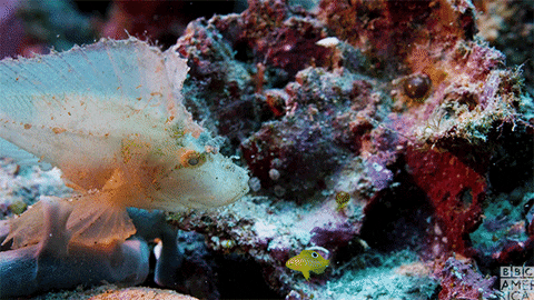 blue planet fish GIF by BBC America