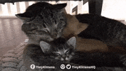 cat relax kitten hugs cuteness GIF