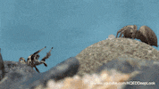 jumping spiders GIF by PBS Digital Studios