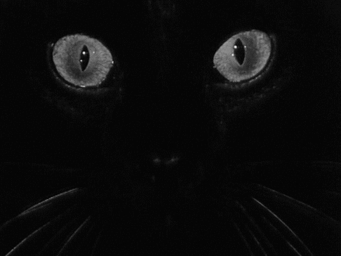 black cat animation GIF