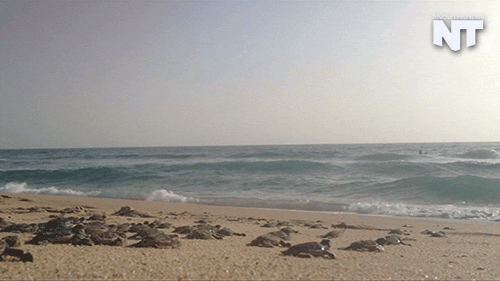 going home news GIF by NowThis 