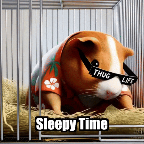 Guinea Pig Bedtime GIF by Guinea Gambino