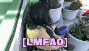 Lmao Laughing GIF