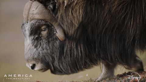 Slow Motion America GIF by Nat Geo Wild