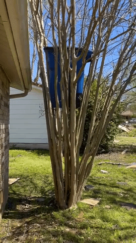 Trash Can Stuck in Tree