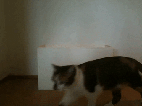 holisticdesign giphygifmaker cat bye bored GIF