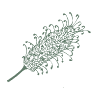 Water Flower Sticker by HoselinkAus
