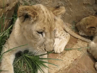 Cute Lion Cub Behaves Like a Cat, Plays With Grass