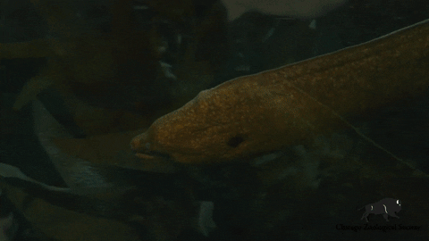 Coming Through Deep Sea GIF by Brookfield Zoo