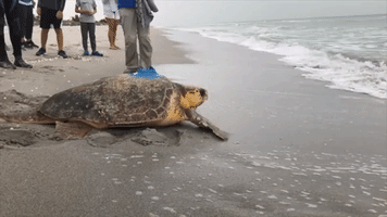 Rescued Sea Turtle Returns to Ocean After Months of Care at Florida Rehab Center