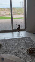 Dog and Roadrunner Have Face-Off at Arizona Home