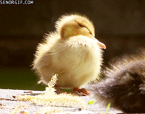 duckling GIF