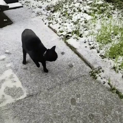 Cat Treads Uncomfortably Over Merseyside Snow