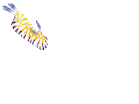 owlandbearstudio slug nudibranch sea slug owlandbearstudio Sticker