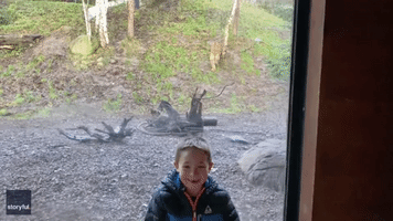 But for the Grace of Glass: Little Boy Has a Close Call With a Tiger in Dublin Zoo
