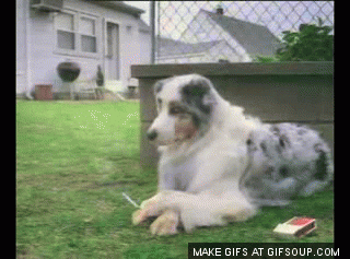 dog smoking GIF