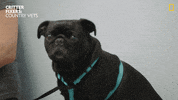Dog Cutie GIF by Nat Geo Wild
